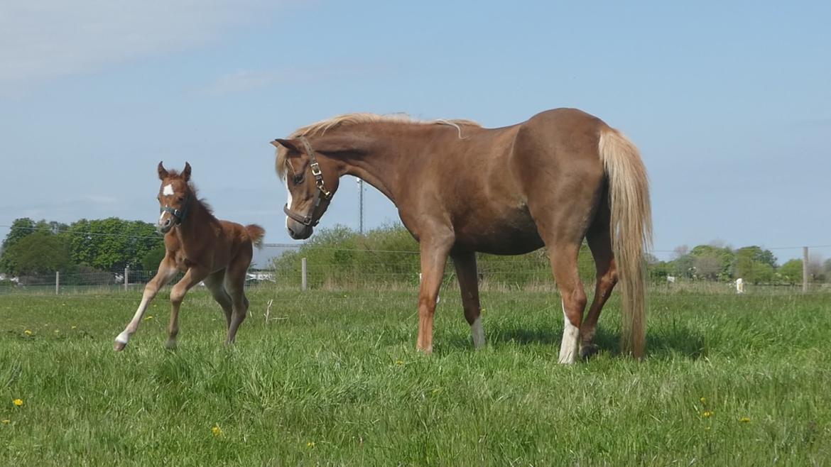 Welsh Pony (sec B) Bendix aviaja girl on fire billede 9