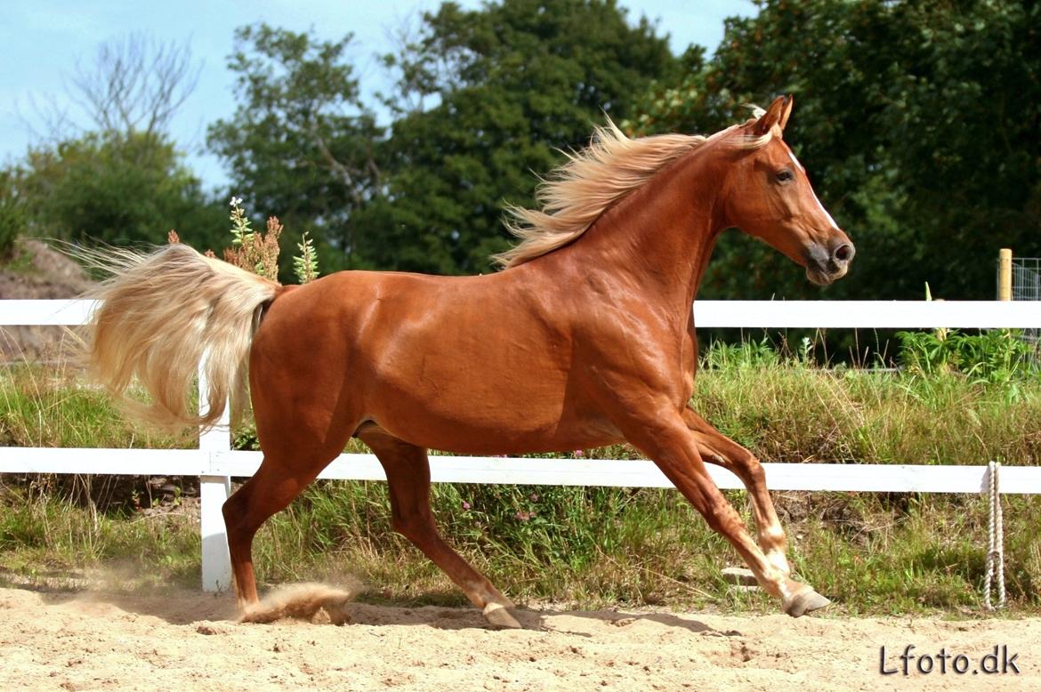 Tennessee Walker | I'm Gold and Dangerous billede 20