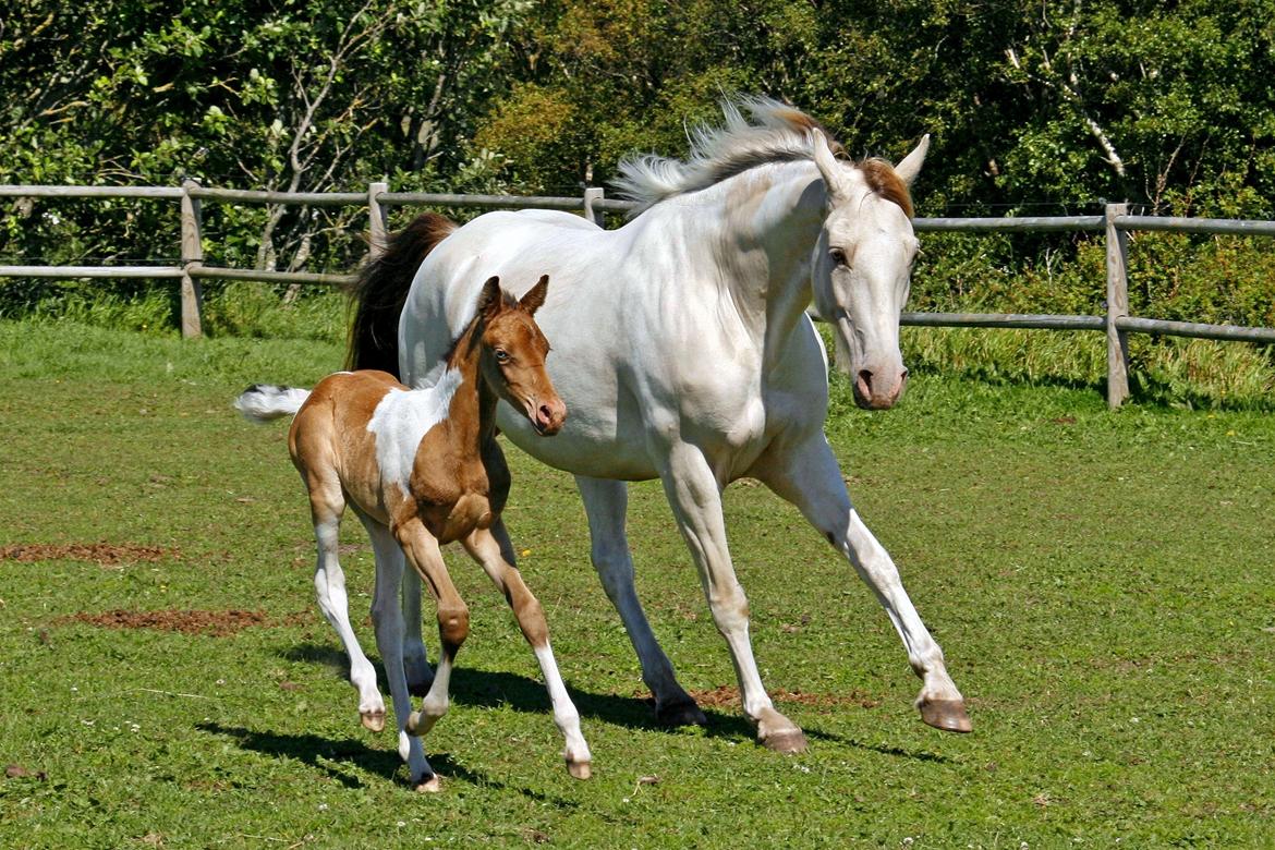 Tennessee Walker | Pearl of Justice - Pearl med hendes første føl - 12 dage gammel billede 19