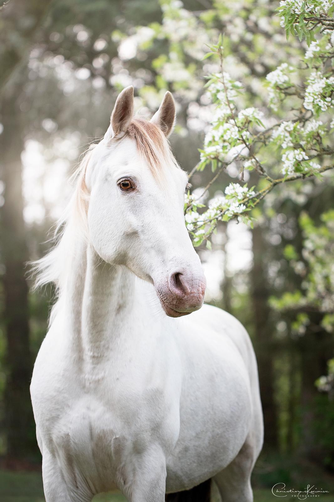 Tennessee Walker | Pearl of Justice - Foto: Dyrefotograf Christina Kazimierz billede 1