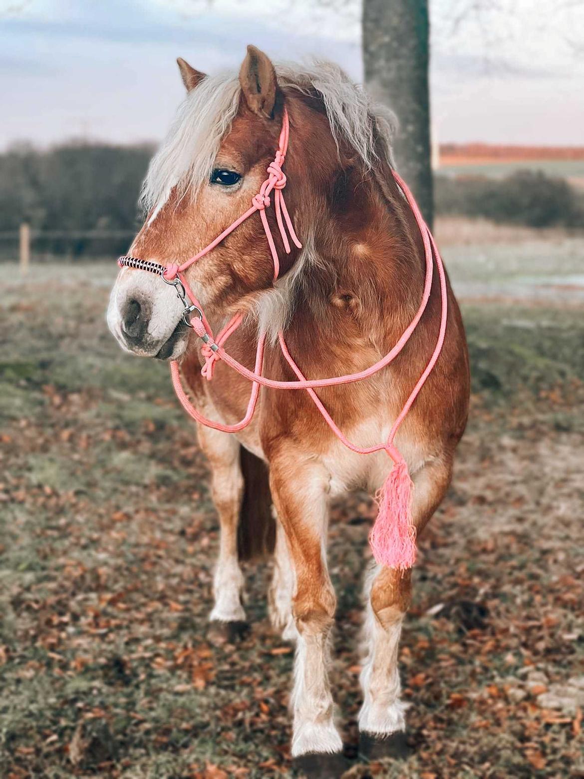Haflinger Bella - Januar 2023 billede 3