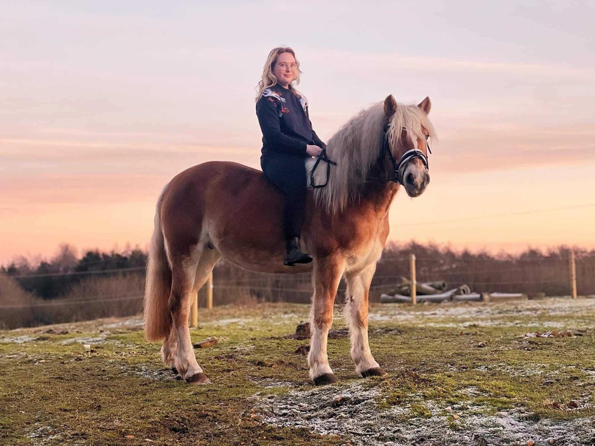 Haflinger Bella - Januar 2023 billede 2