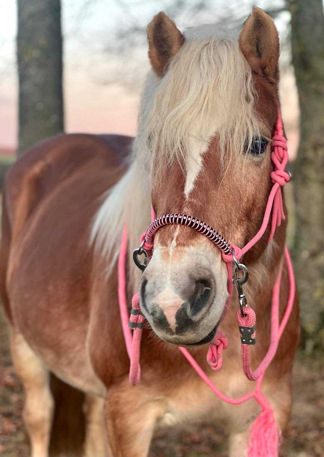 Haflinger Bella - Januar 2023 billede 12