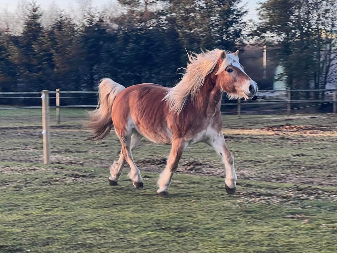 Haflinger Bella - Januar 2023 billede 14