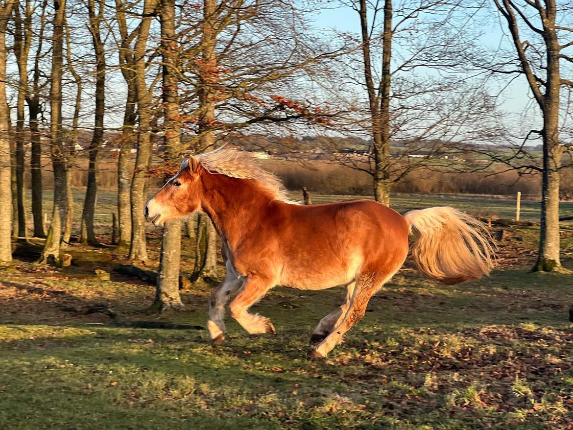 Haflinger Bella - Januar 2023 billede 15