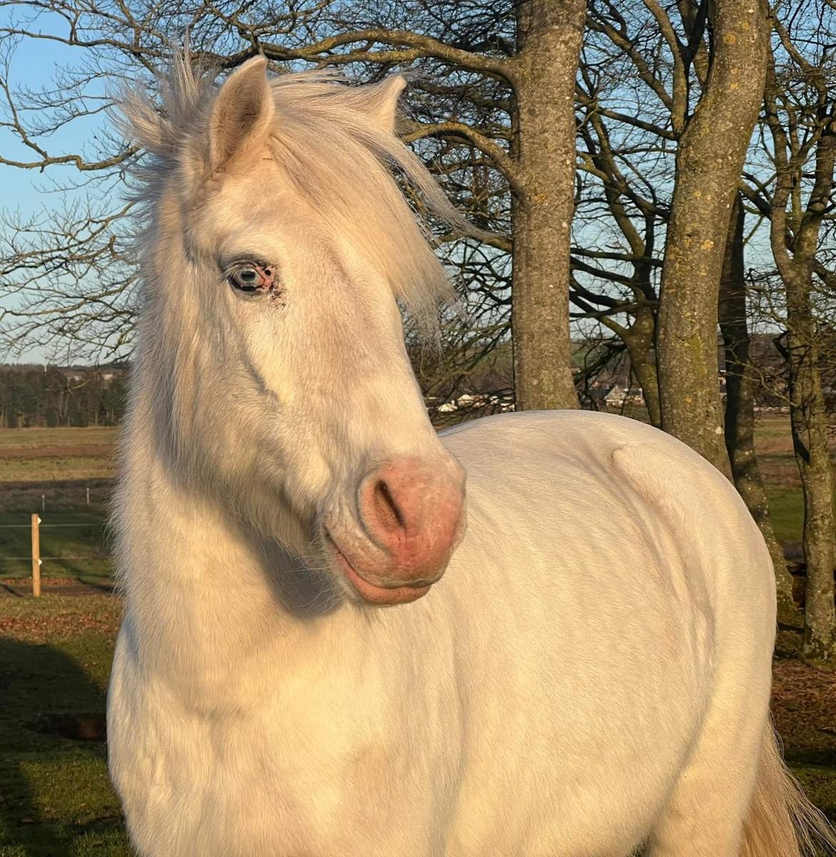 Anden særlig race Snowball  - Januar 2023 billede 19