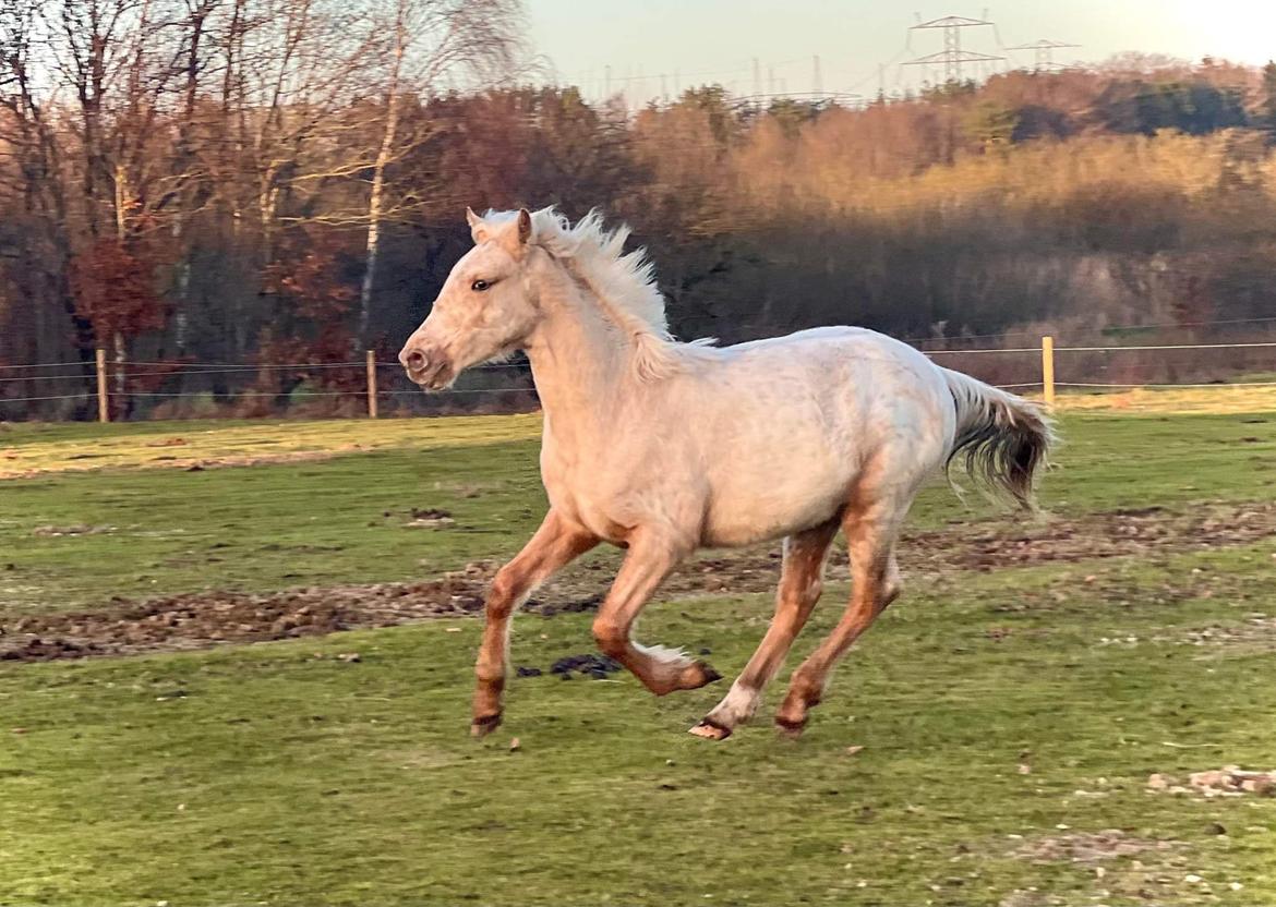 Anden særlig race Keldbæksgaard's Holger - Januar 2023 billede 13