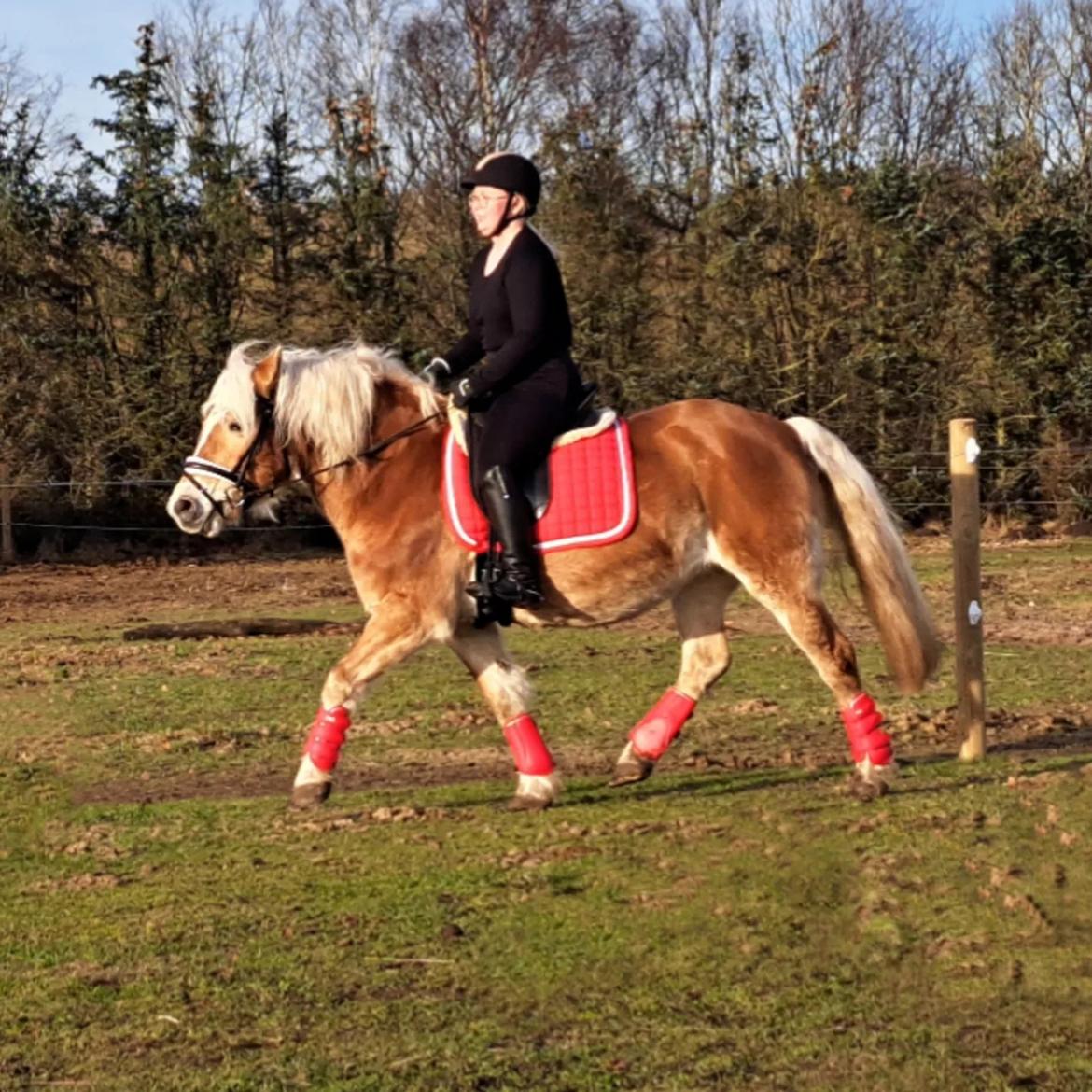Haflinger Bella - Februar 2023 billede 16