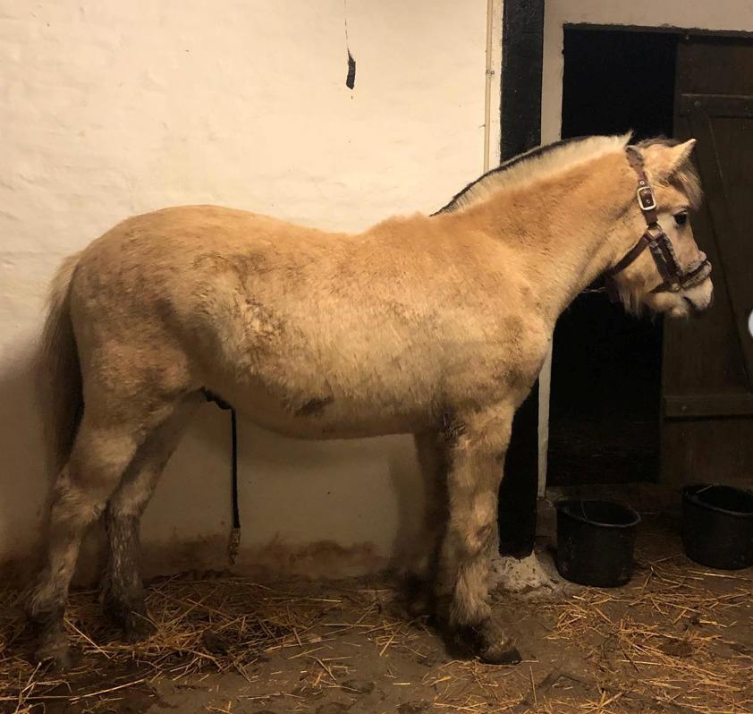 Fjordhest Freyr vangkilde billede 12