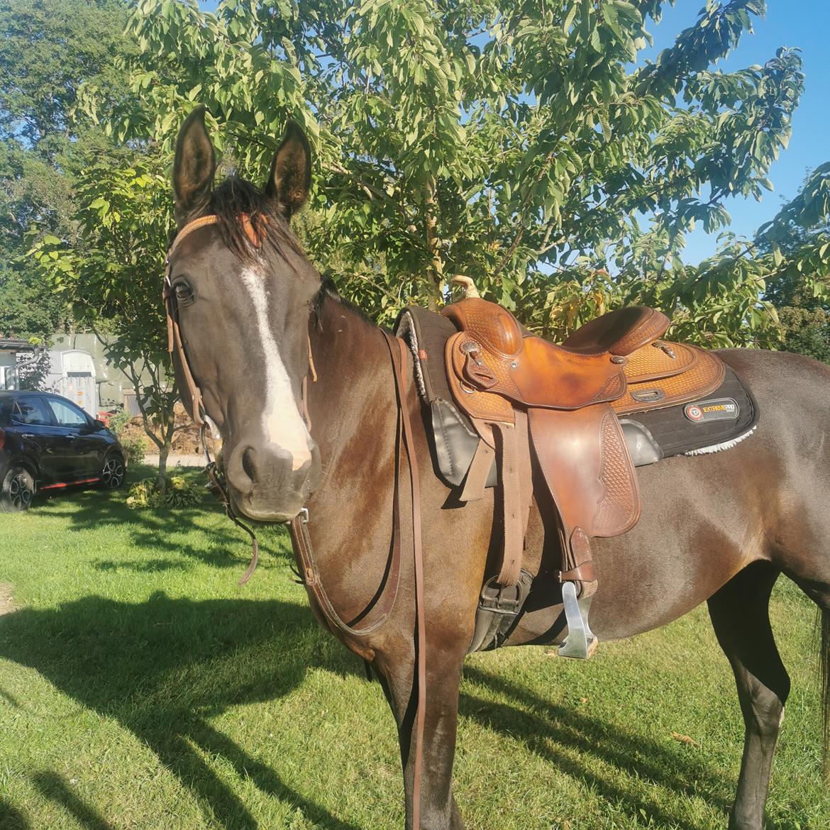 Arabisk fuldblod (OX) Midnight dream ox billede 20