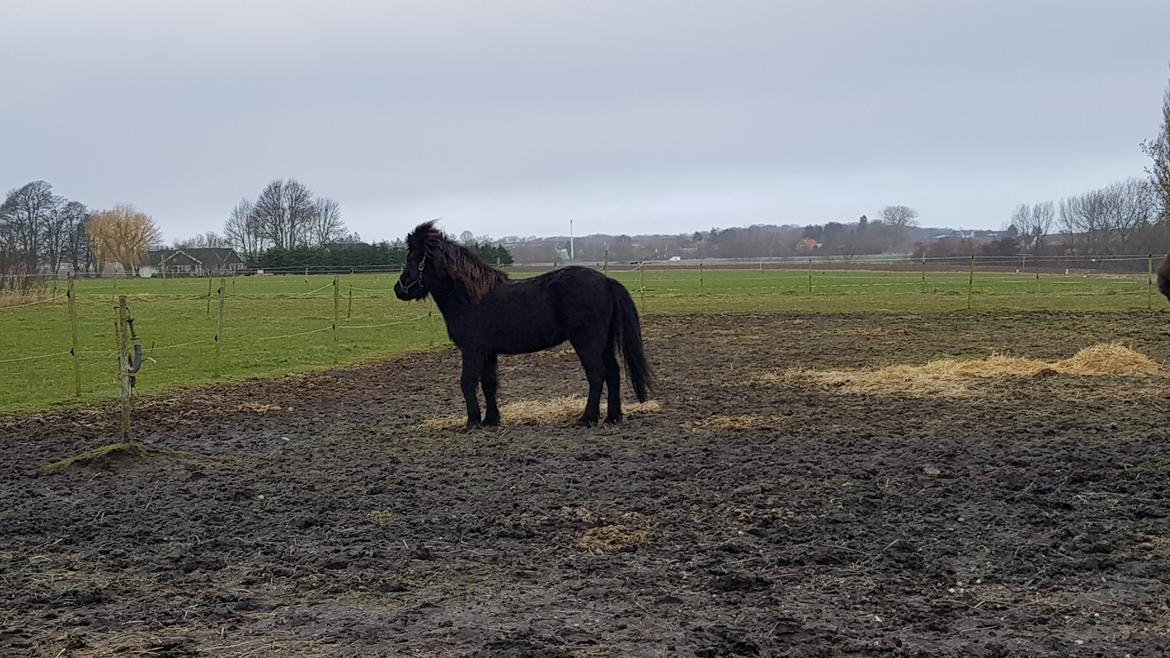 Islænder Freyja fra Bolmerodgaard billede 12