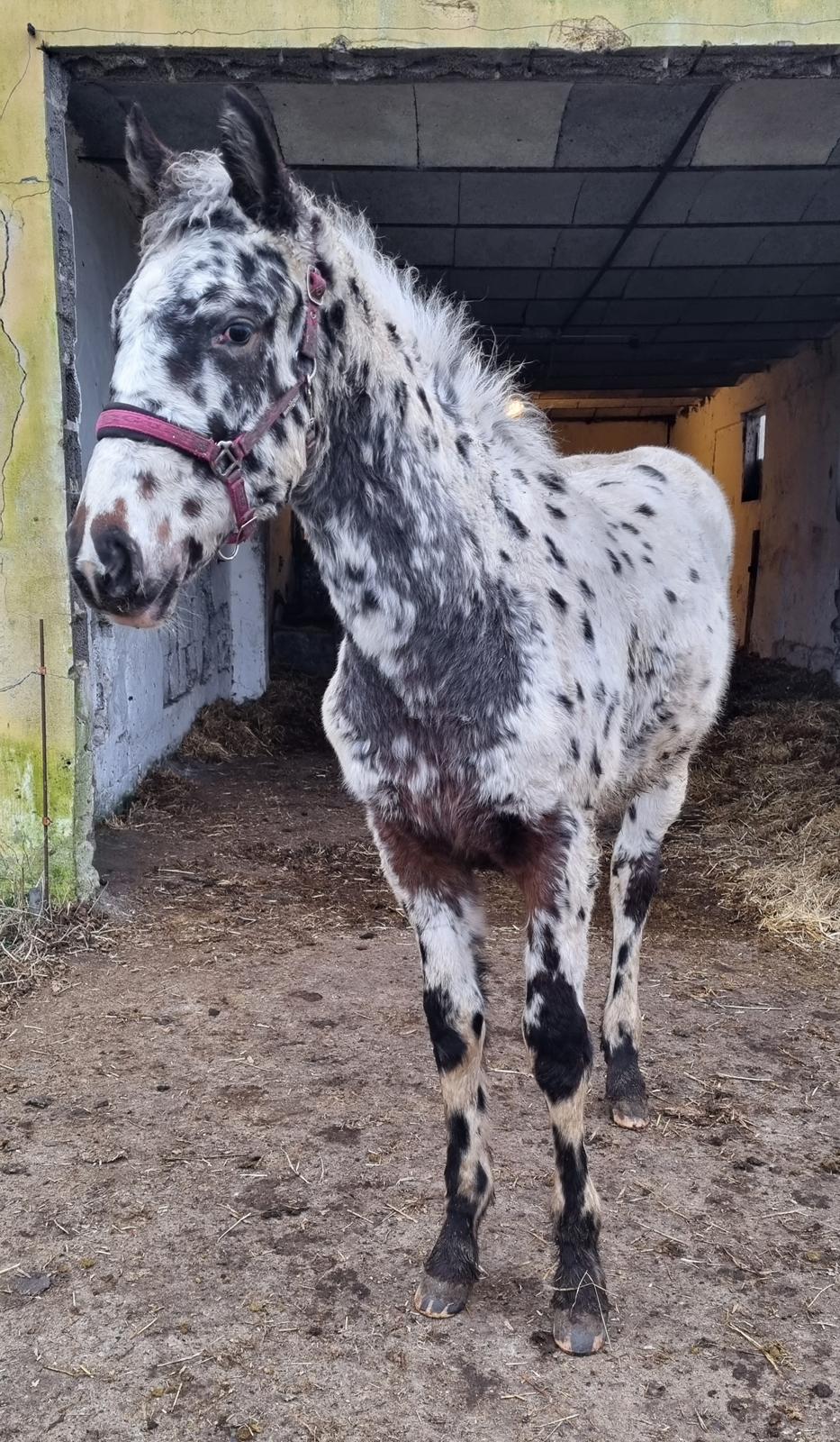 Knabstrupper Cassiopeia N billede 26