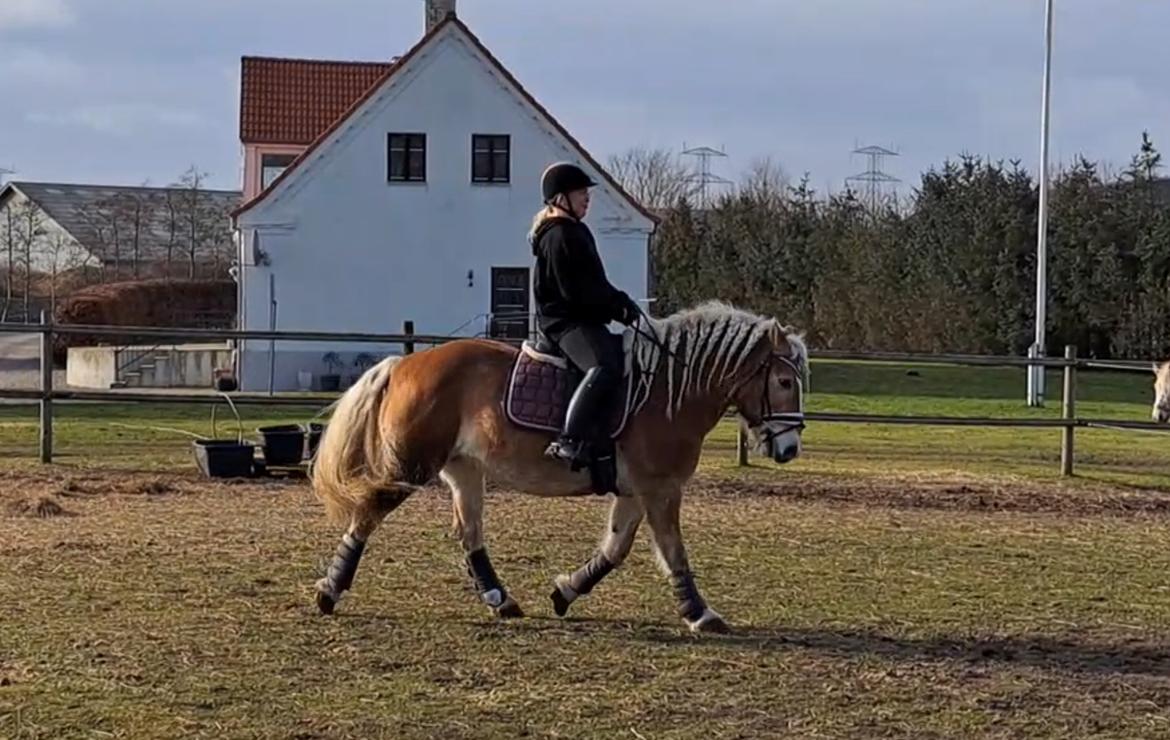 Haflinger Bella - Februar 2023 billede 20