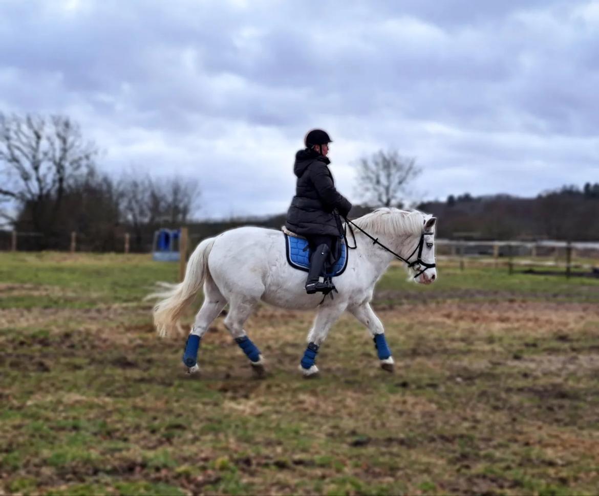 Anden særlig race Snowball  - Februar 2023 billede 4