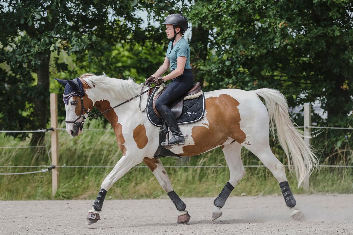 Pinto What A Spot billede 10