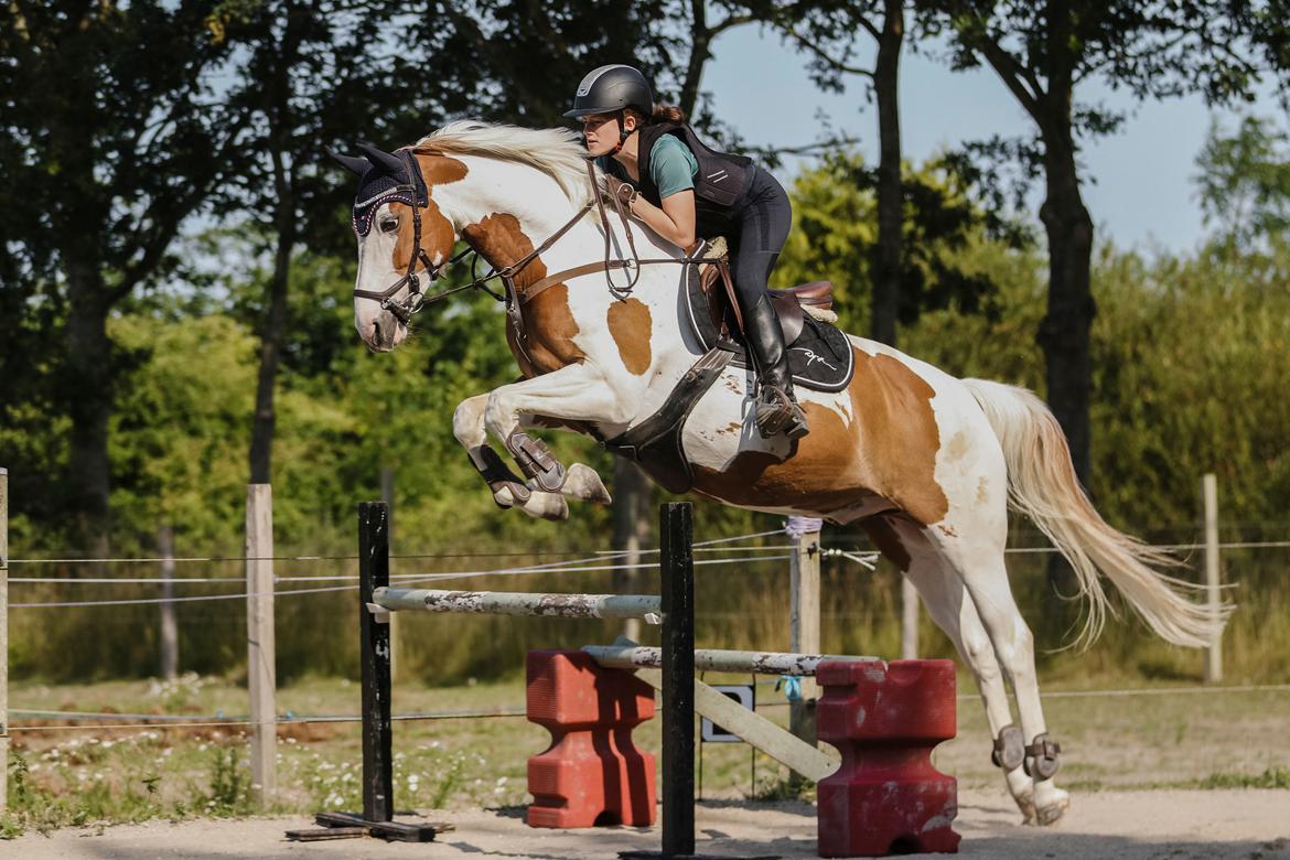 Pinto What A Spot billede 1