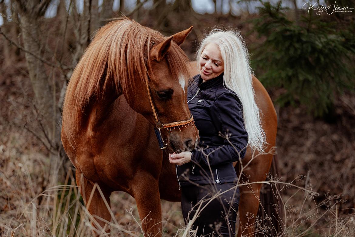 Arabisk fuldblod (OX) Shamiaah APN ( LEASET 2022-23) SOLGT billede 1