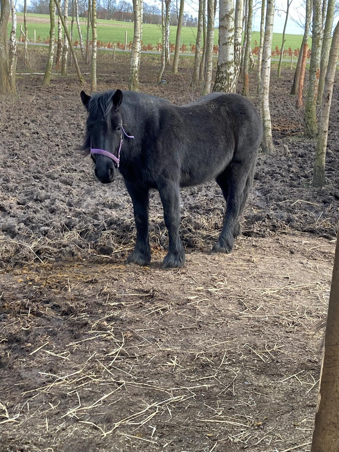 Fell pony Spirhøjs Primrose  billede 10