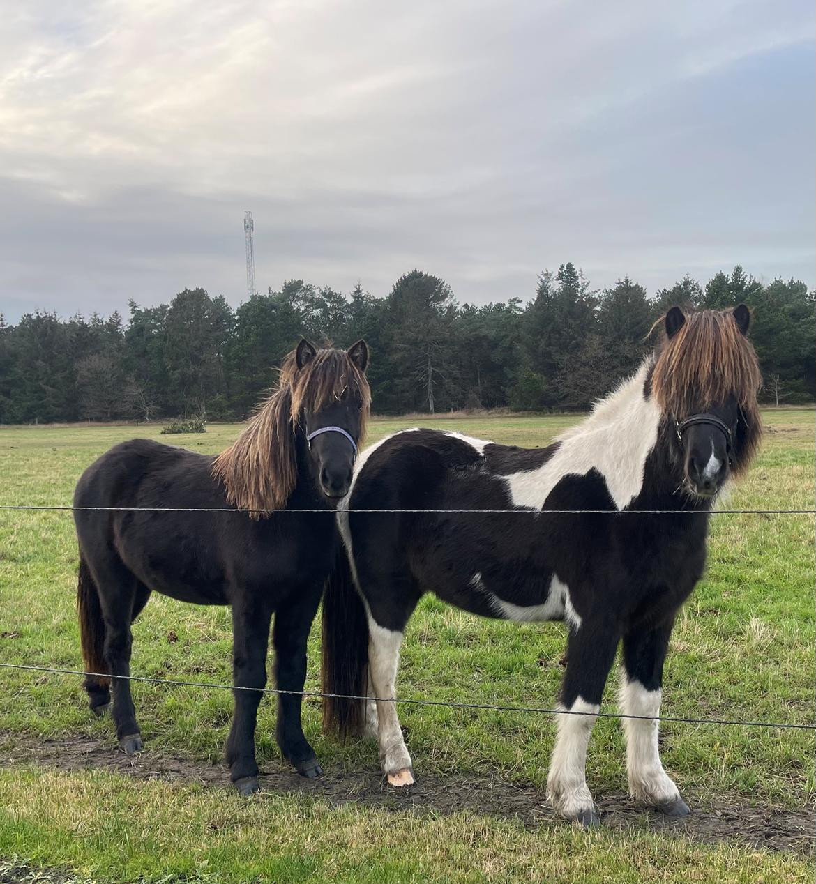 Islænder Magnús fra Liltoft billede 10