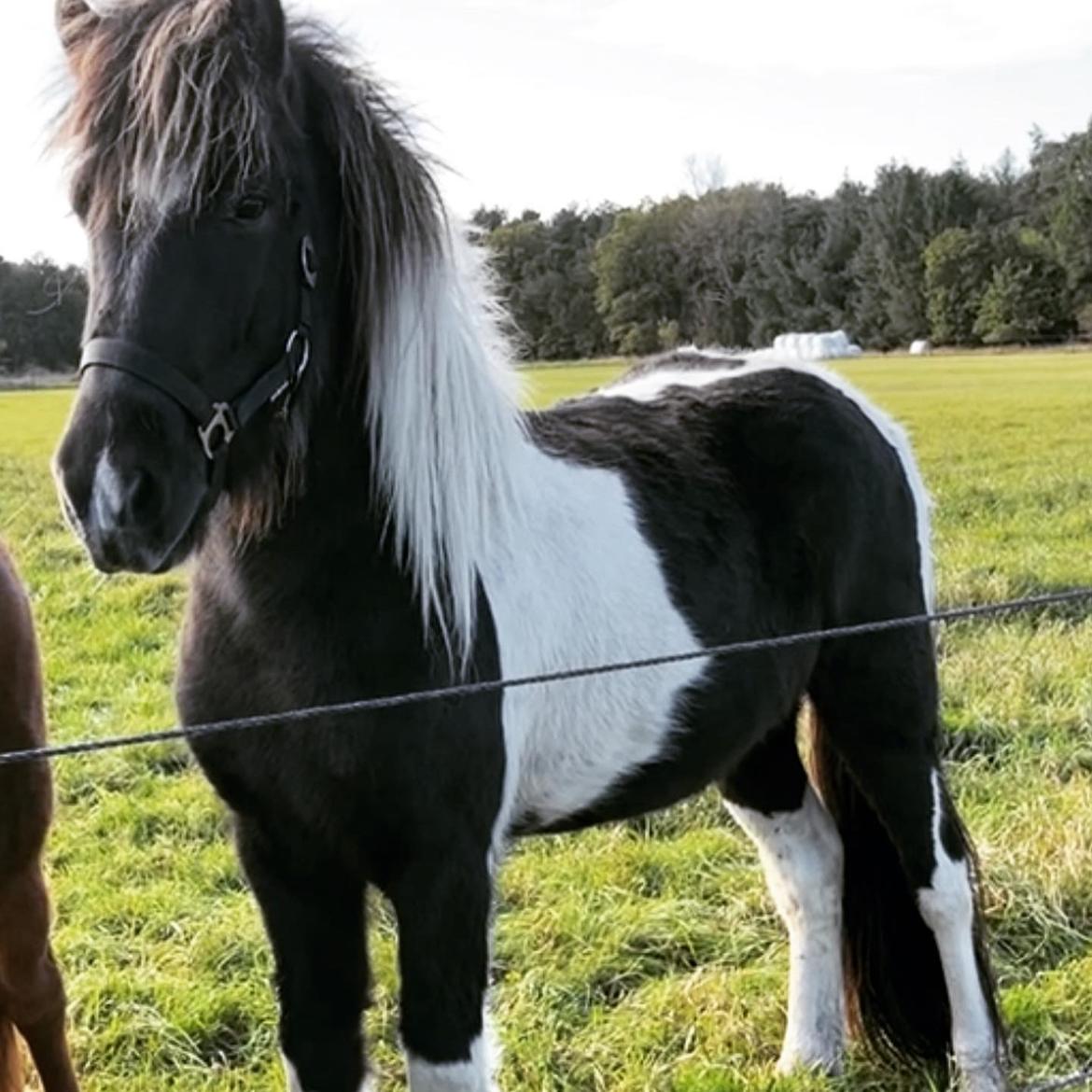 Islænder Magnús fra Liltoft billede 12