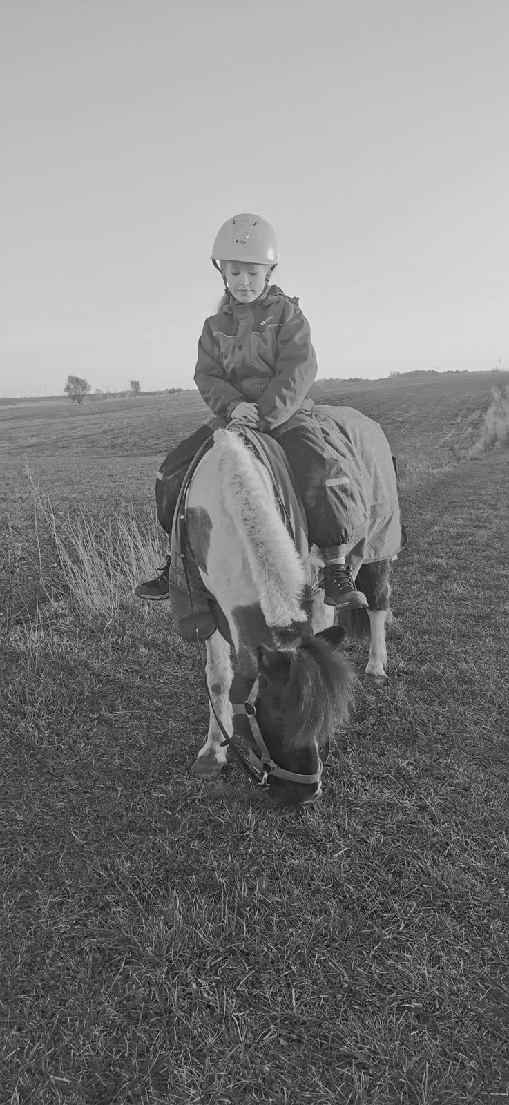 Pinto Dixie ( RIP d 23/2-24) billede 9