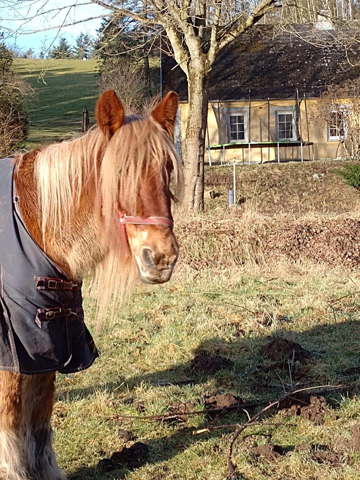 Jyde Vejlby Lene  billede 10