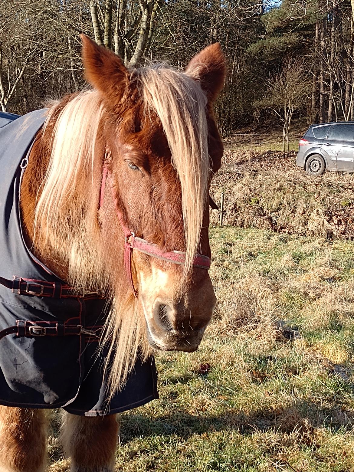 Jyde Vejlby Lene  billede 9