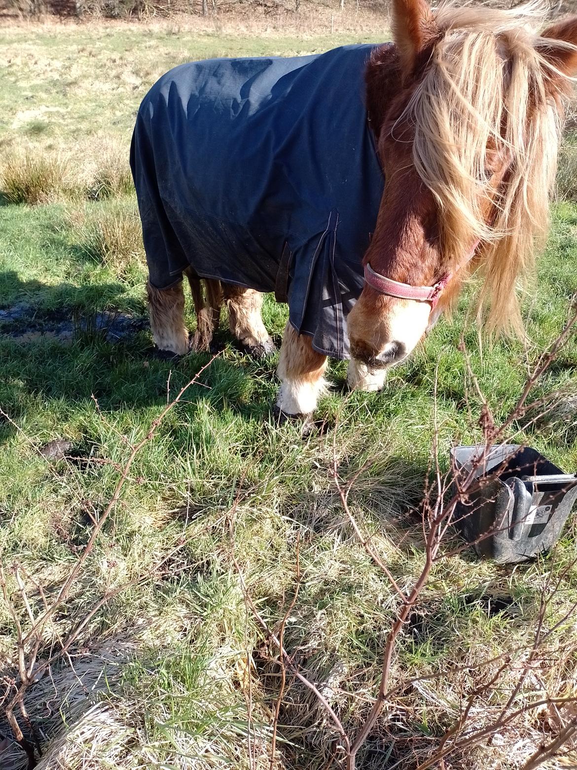 Jyde Vejlby Lene  billede 13