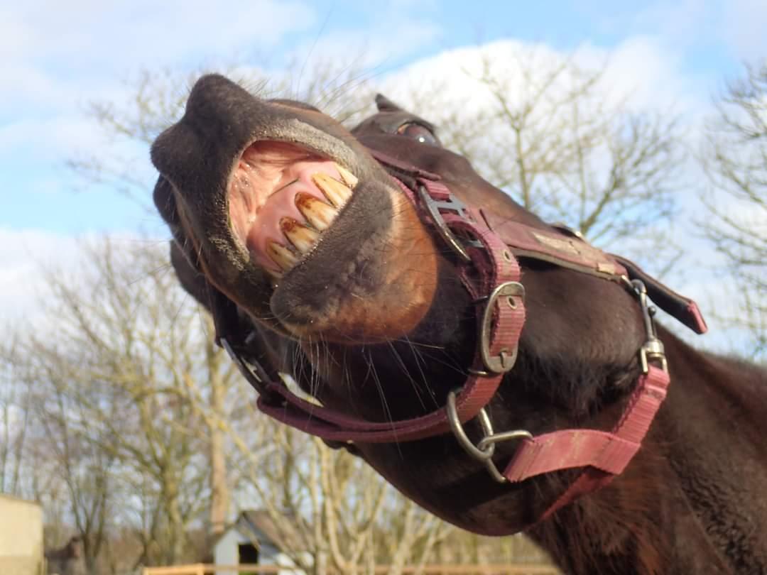 Fuldblod (XX) Ametyst (Tysse) billede 7