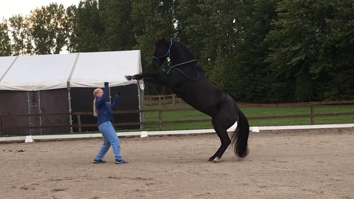 Anden særlig race LBG´s Chuck Bullet - Chuck er god til at stejle billede 16