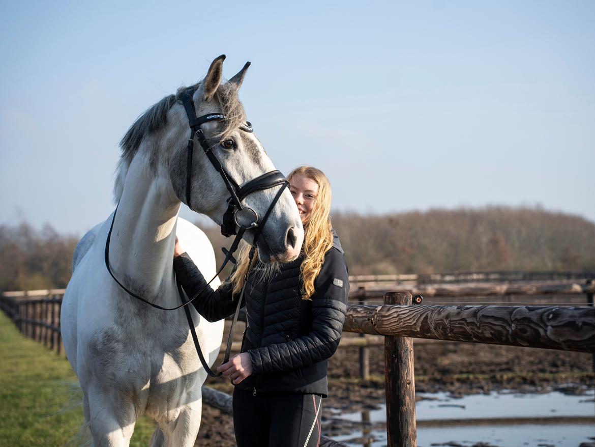 Irsk Sportshest Clogorrows Bonie billede 4