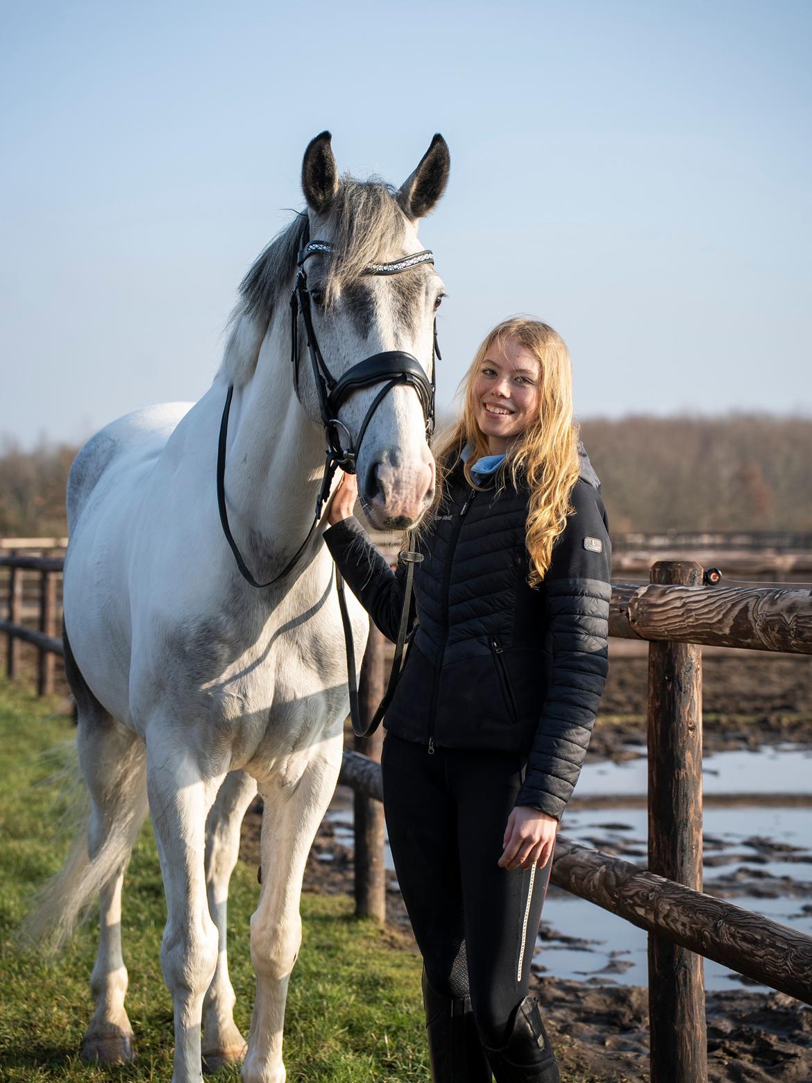 Irsk Sportshest Clogorrows Bonie billede 2