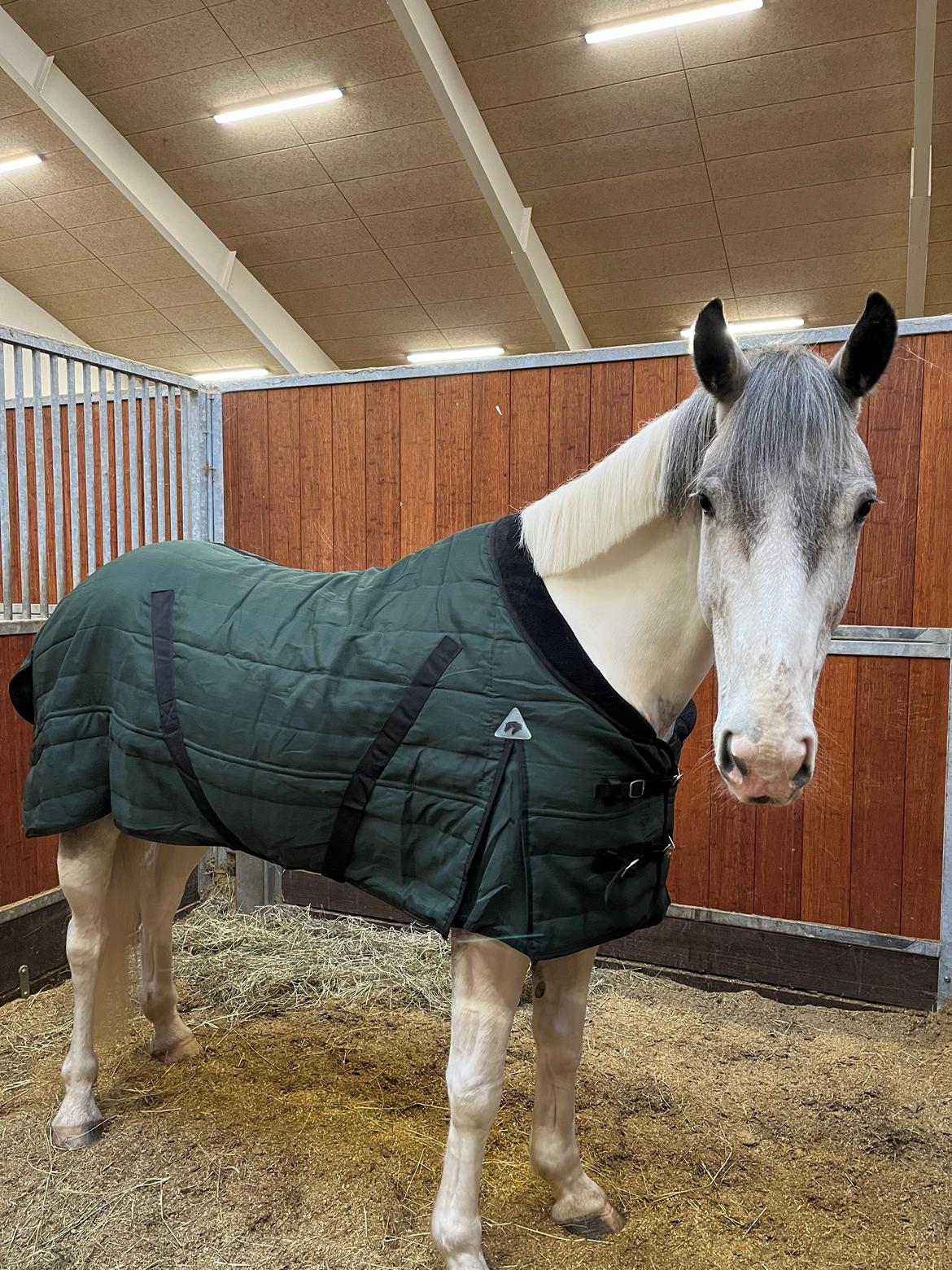 Irsk Sportshest Clogorrows Bonie billede 10