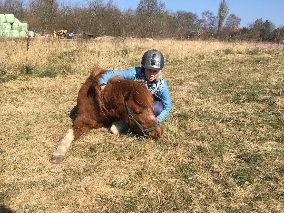 Anden særlig race Bugsy billede 9