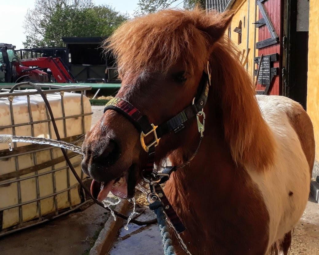Anden særlig race Bugsy - 2019 billede 12