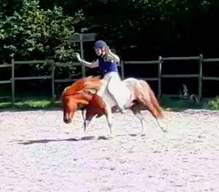 Anden særlig race Bugsy - I cordeo billede 14