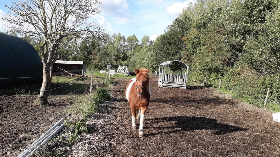 Anden særlig race Bugsy - 2018 billede 16