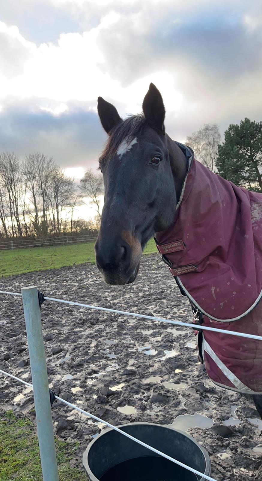 Dansk Varmblod Bøgeskov Lucifer billede 8