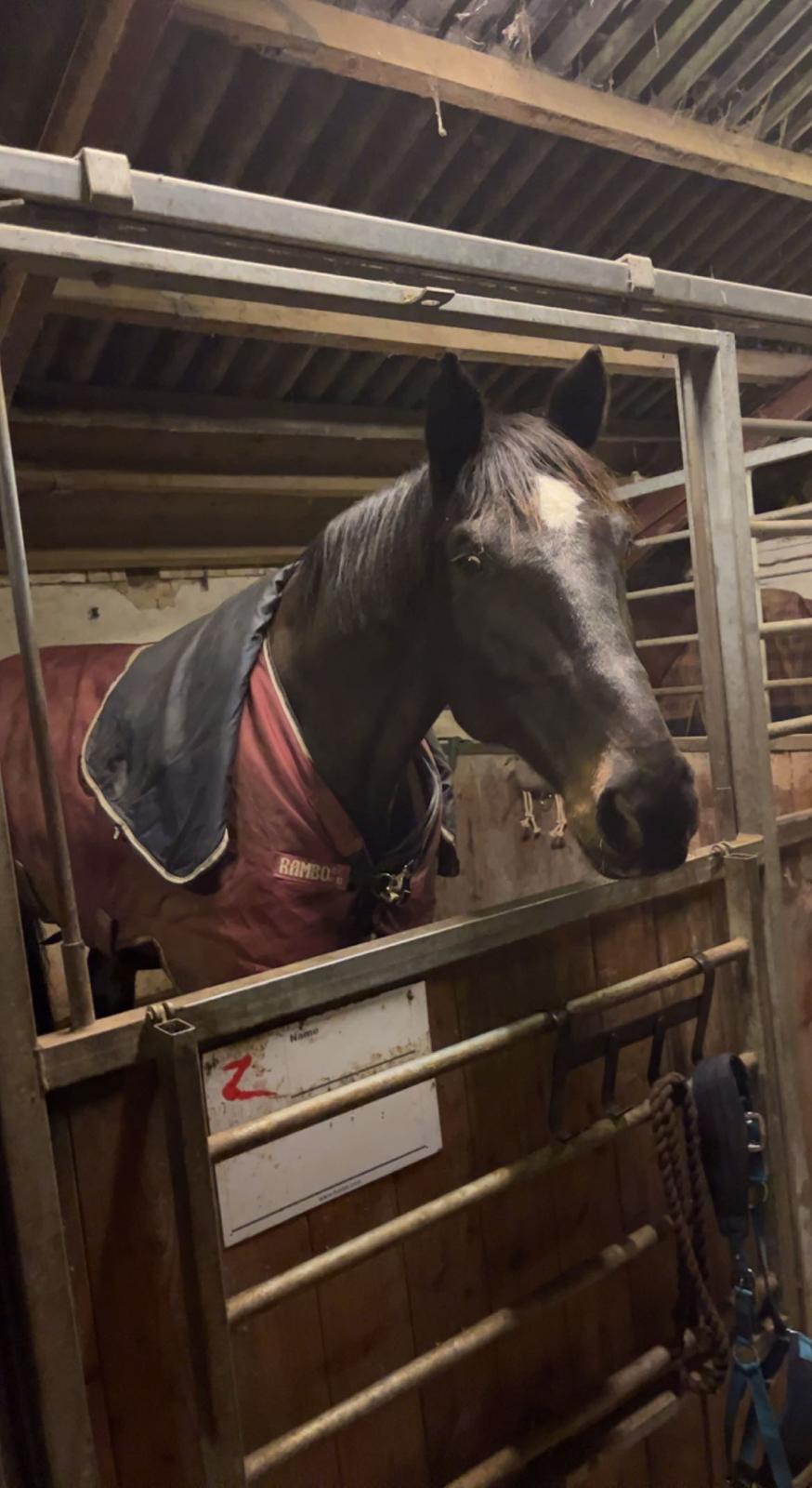 Dansk Varmblod Bøgeskov Lucifer billede 9