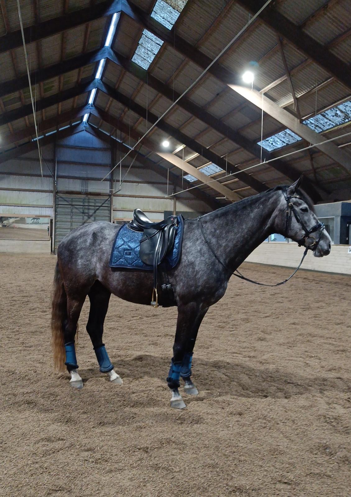 Anden særlig race Adelina(Himmelhest) - marts 2023 billede 17