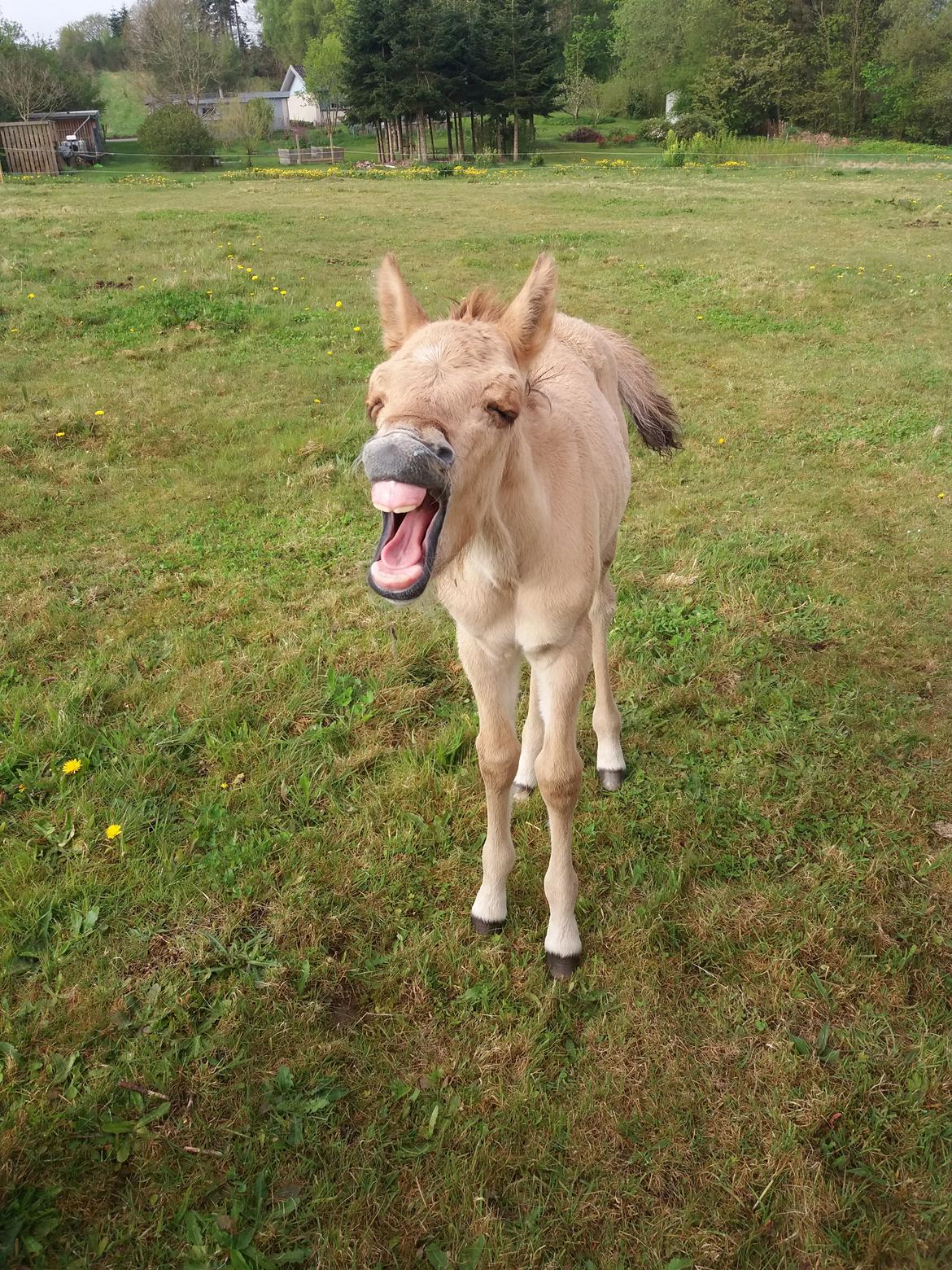 Anden særlig race Lausdalens Linus billede 1