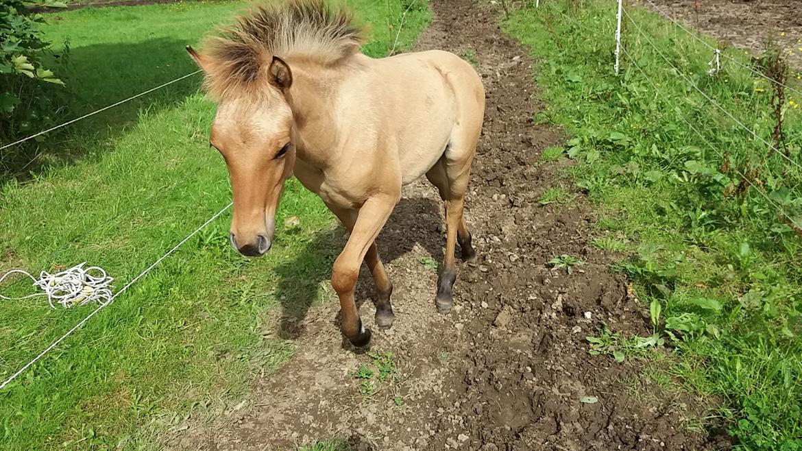 Anden særlig race Lausdalens Linus billede 2