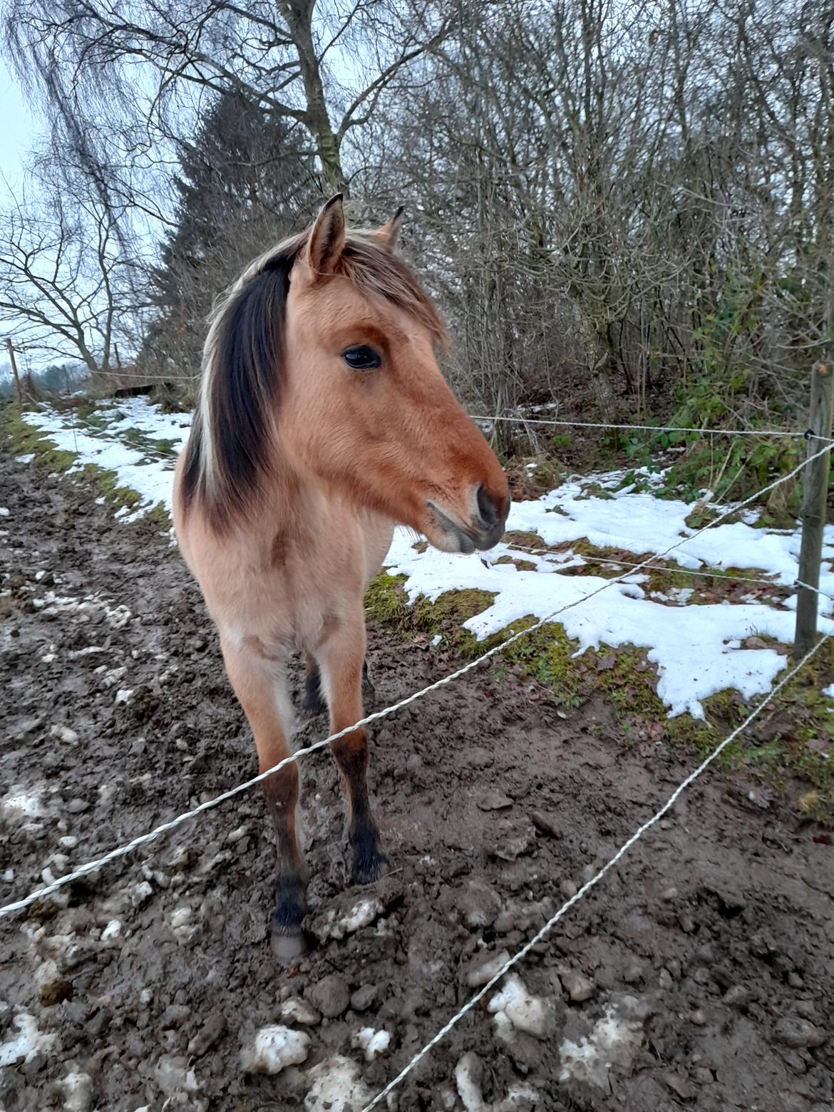 Anden særlig race Lausdalens Linus billede 3