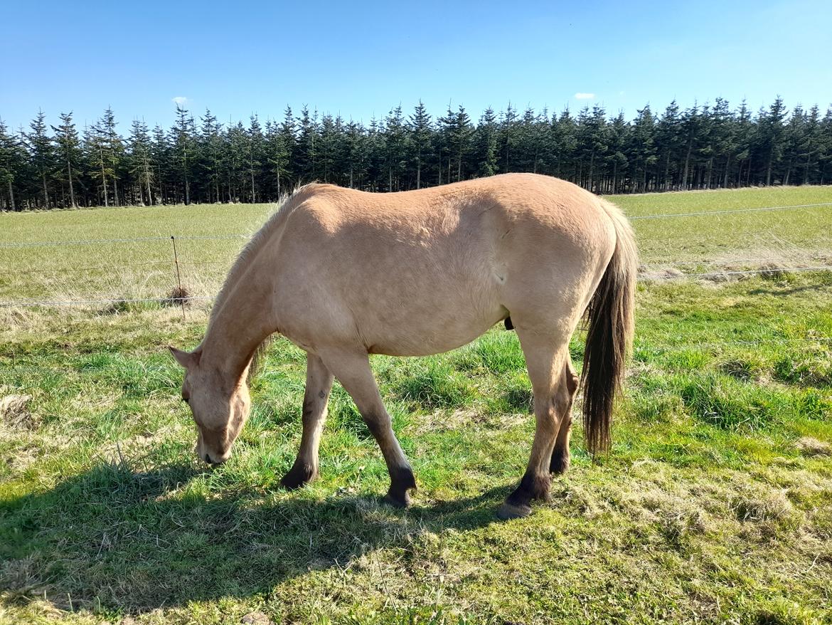 Anden særlig race Lausdalens Linus billede 4