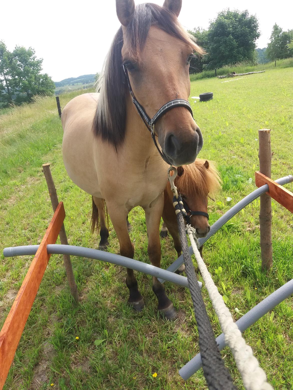 Anden særlig race Lausdalens Linus billede 5