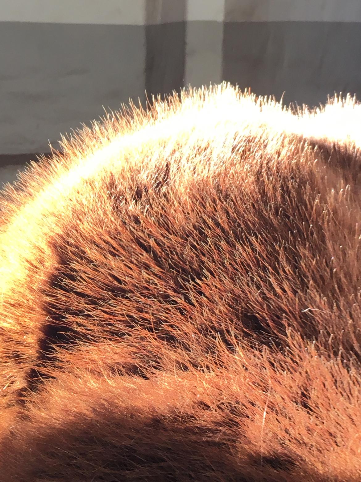 Shetlænder Bifrost billede 2