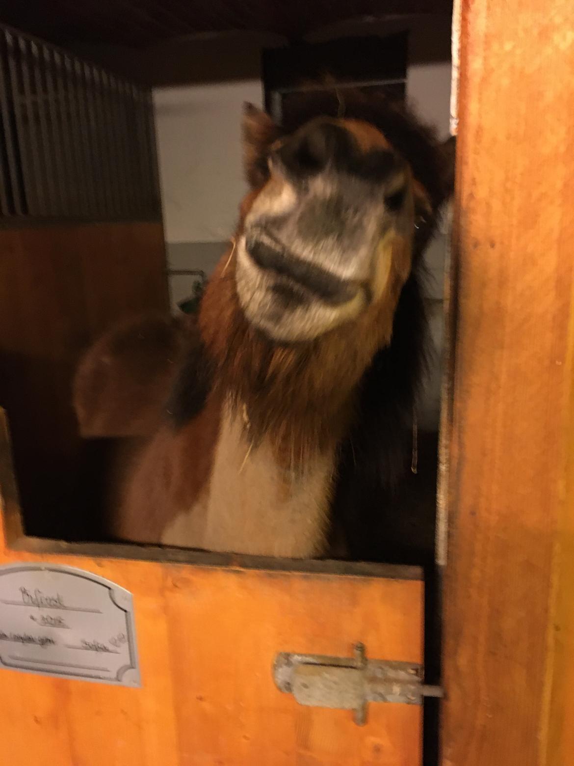 Shetlænder Bifrost billede 1