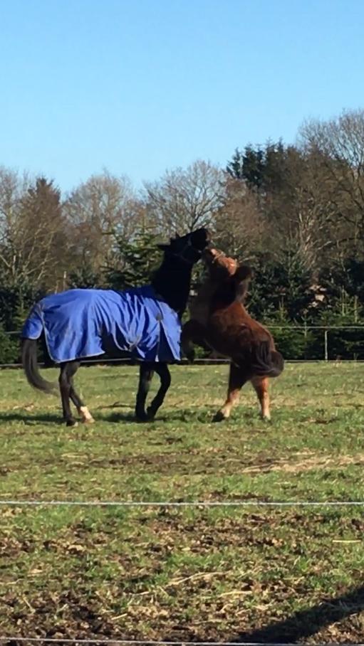 Shetlænder Bifrost billede 3