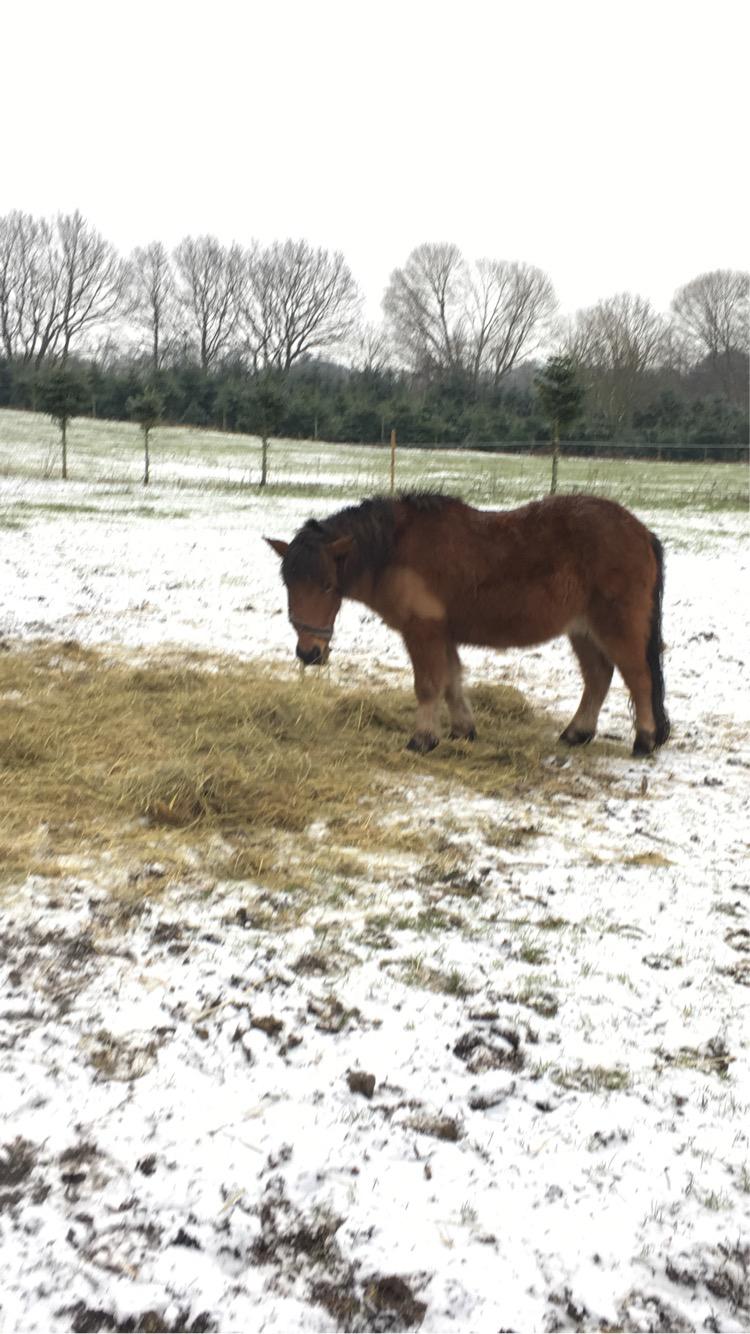 Shetlænder Bifrost billede 5