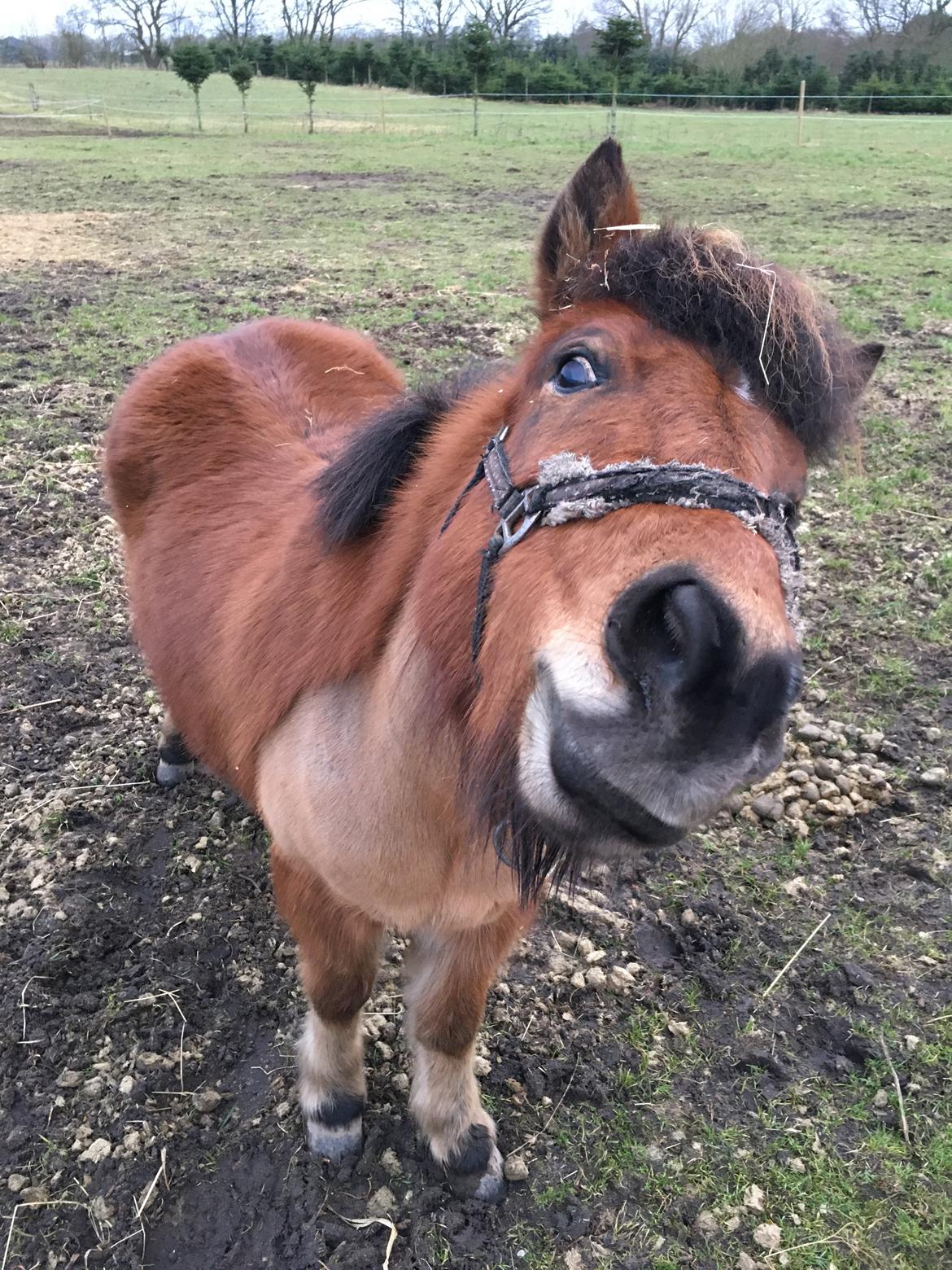 Shetlænder Bifrost billede 4